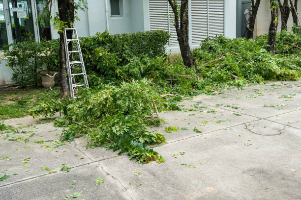 Best Commercial Tree Removal  in USA